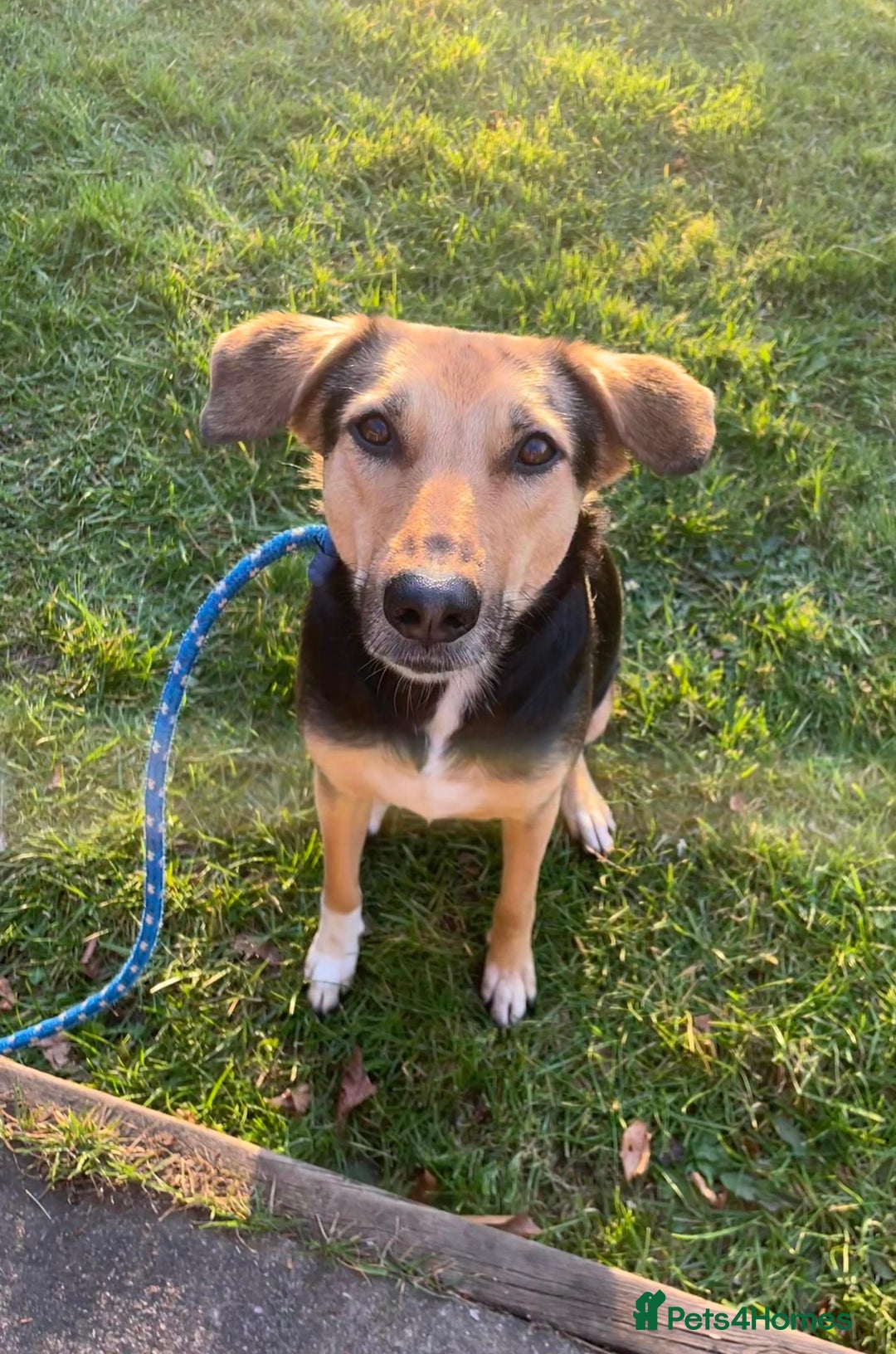 Mixed Breed dogs for sale: Very Special Mixed German Shepherd Girl (aged 3) - Image 1
