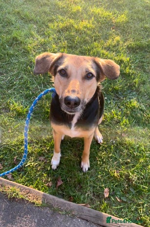 Mixed Breed dogs - Advert 3