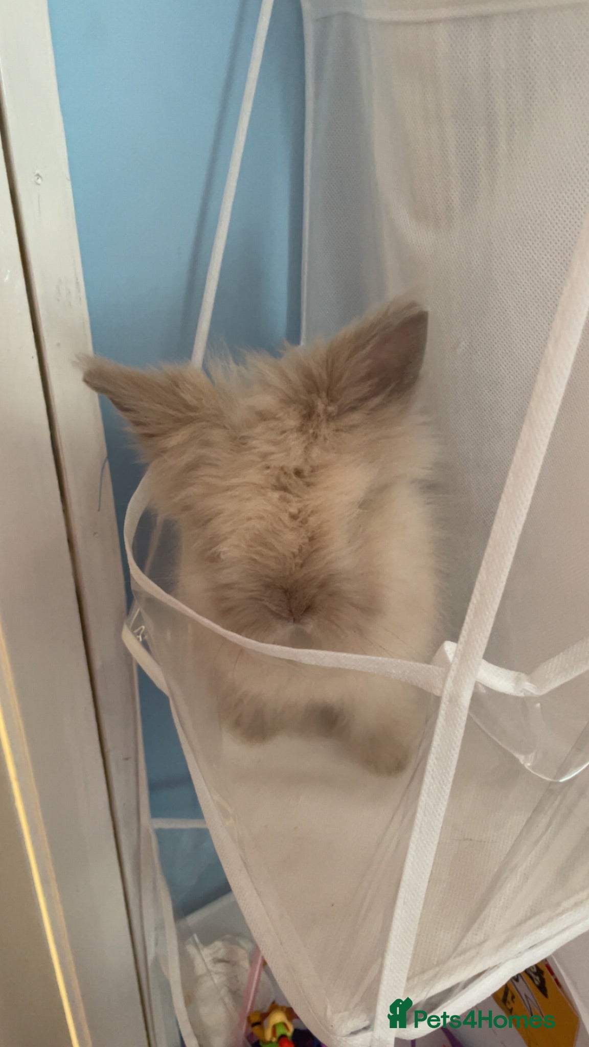 Mixed Breed rabbits 🐰✨lionhead x mini lop baby buns✨🐰 - Advert 19