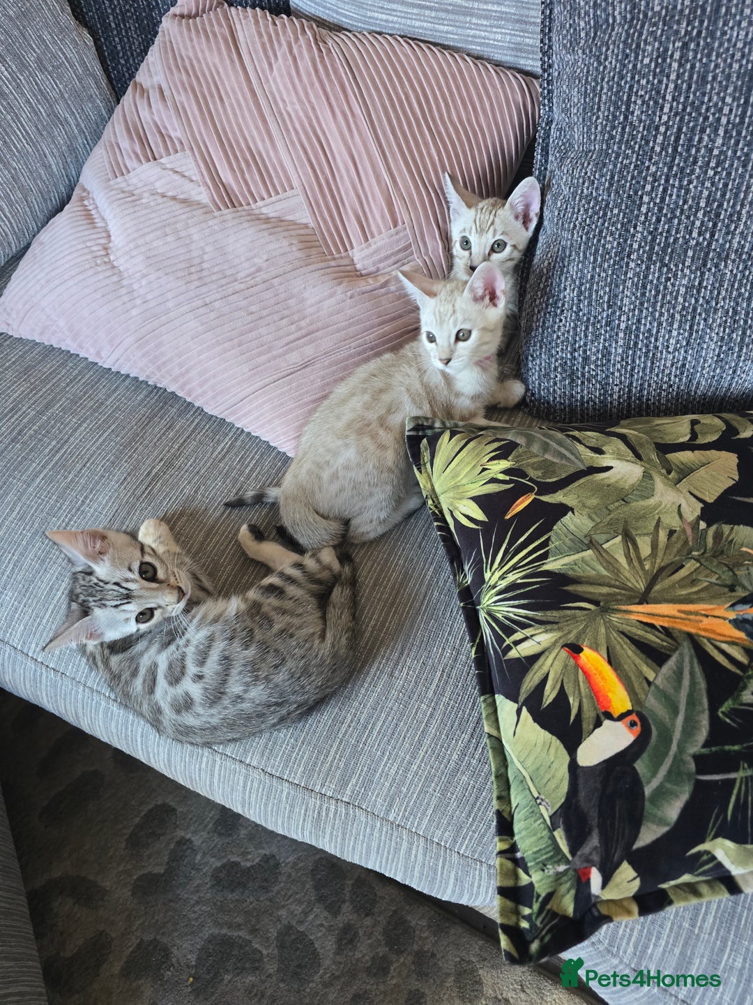 Bengal cats for sale: TICA Champion Bengal Kittens  - Image 12