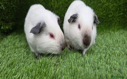 Guinea Pig rodents for sale: 2 Black Himalayans boars  - Image 2