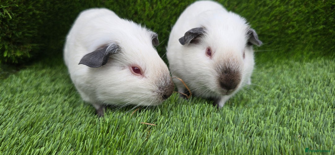 Guinea Pig rodents for sale: 2 Black Himalayans boars  - Image 2