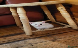 British Shorthair cats for sale: Lovely kittens so playfull  - Image 2