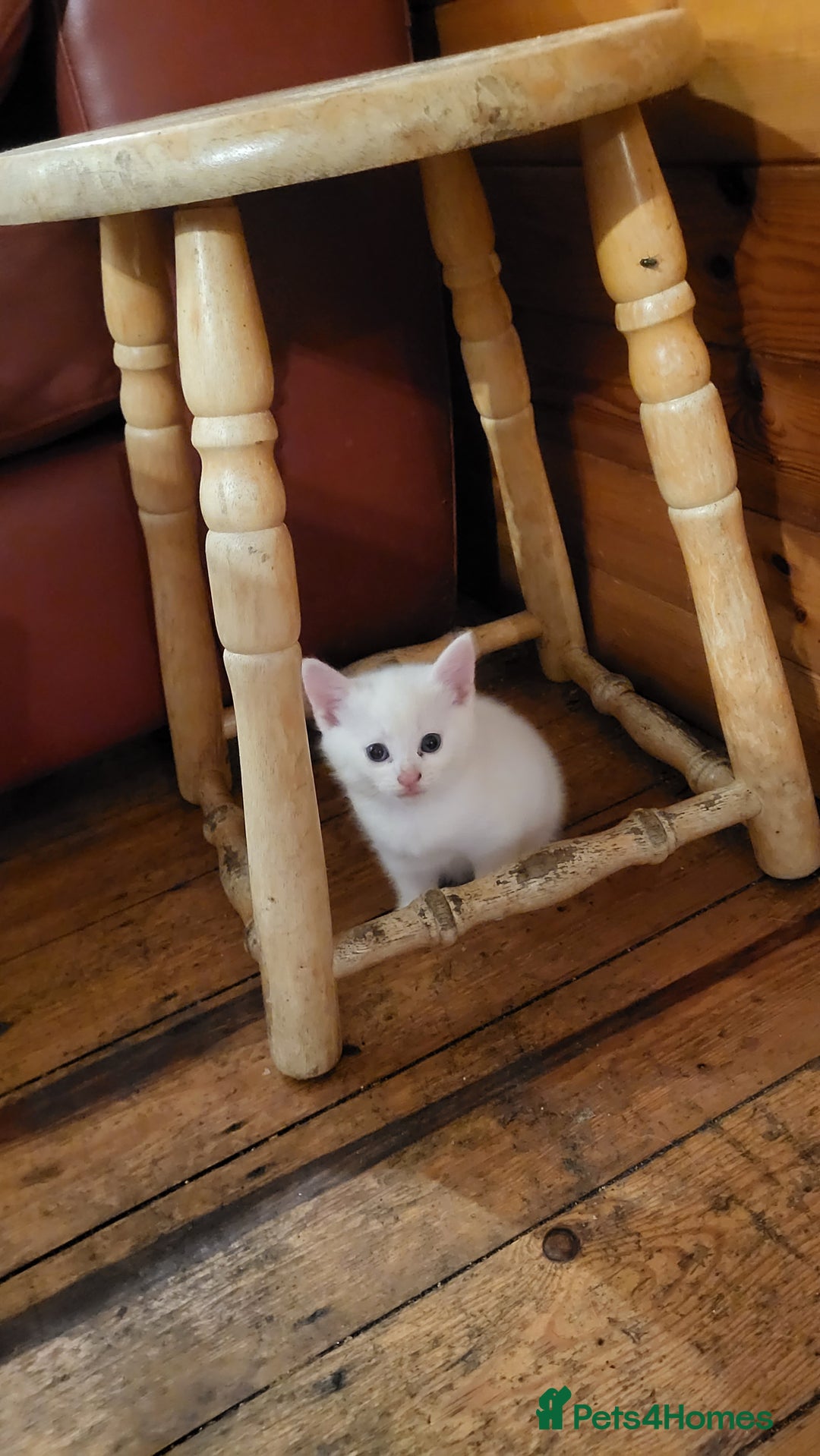 British Shorthair cats for sale: Lovely kittens so playfull  - Image 2