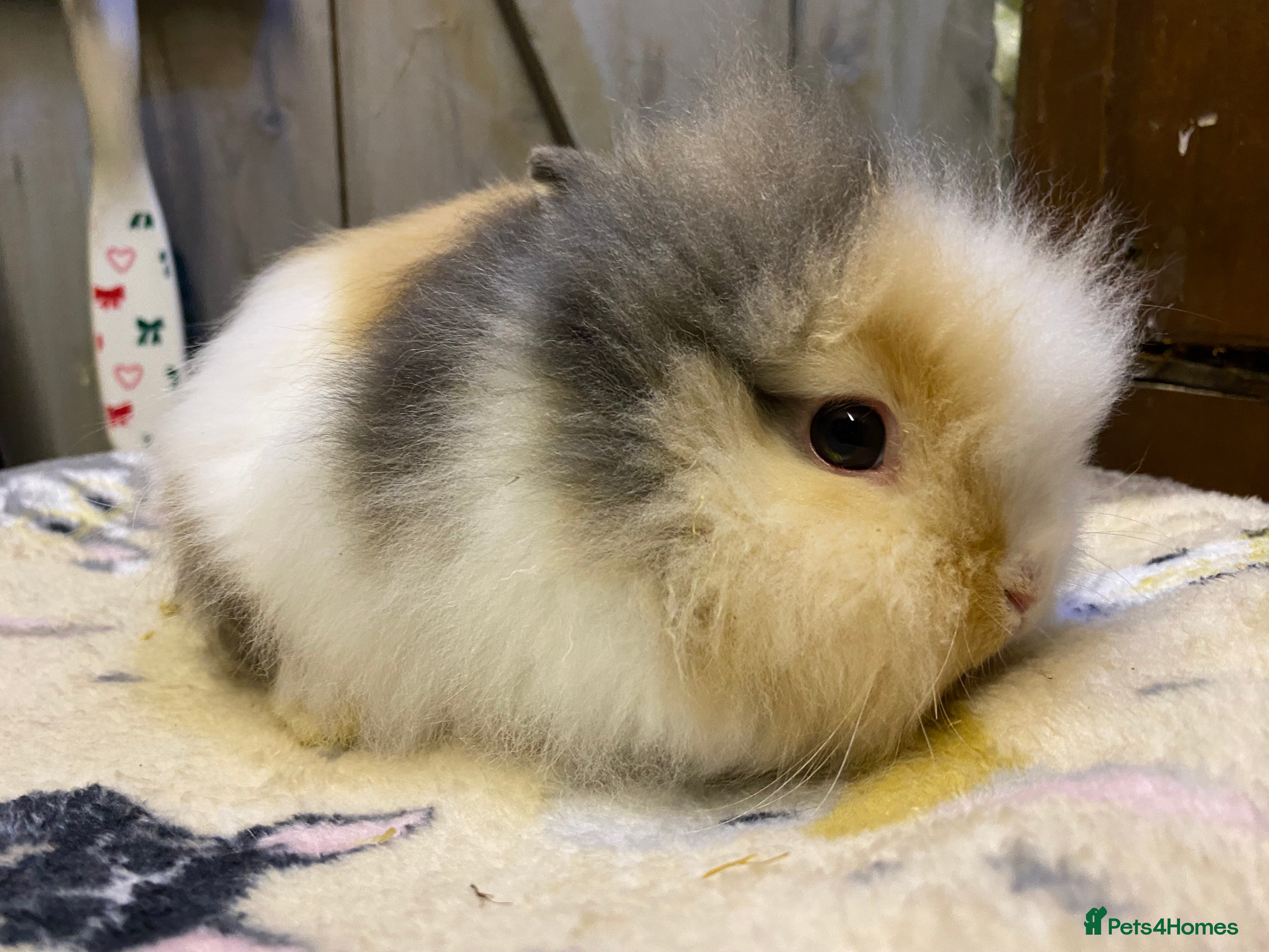 Lionhead rabbits One baby Lionhead for resale  - Advert 1