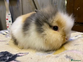 Lionhead rabbits One baby Lionhead for resale - Advert 1