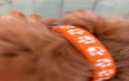 Cockapoo dogs for sale: ❤️ Tiny Deep Red Miniature F1b Cockapoo Pup's  - Image 37