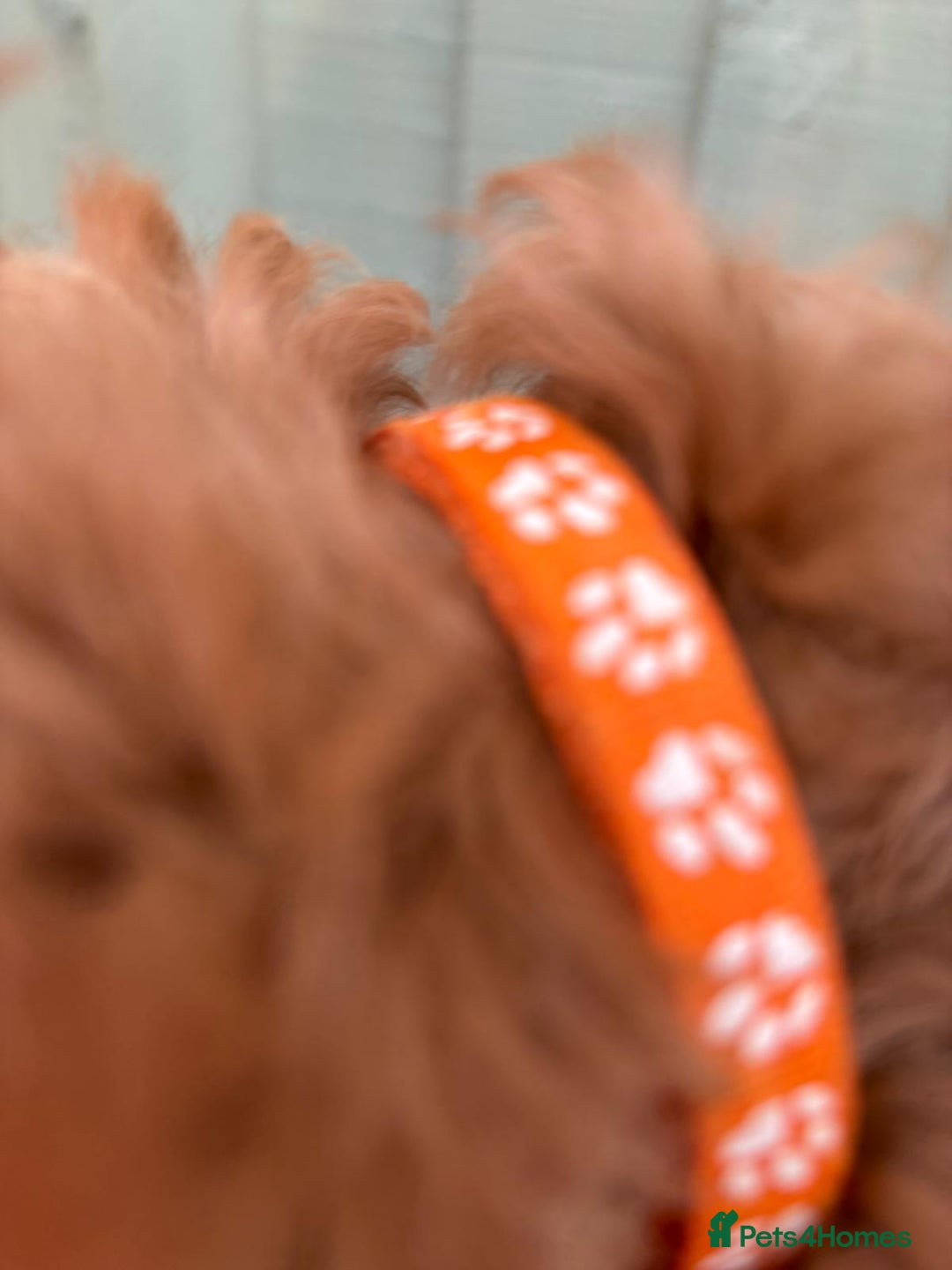 Cockapoo dogs for sale: ❤️ Tiny Deep Red Miniature F1b Cockapoo Pup's  - Image 37