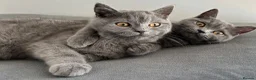 British Shorthair cats for sale: pure pedigreeBritish shorthairs kittens - Advert 14