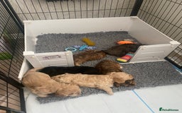 Cockapoo dogs for sale: Beautiful cockapoo puppies - Image 40