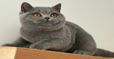 British Shorthair cats Blue girl  - Advert 5