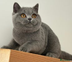 British Shorthair cats Blue girl - Advert 5