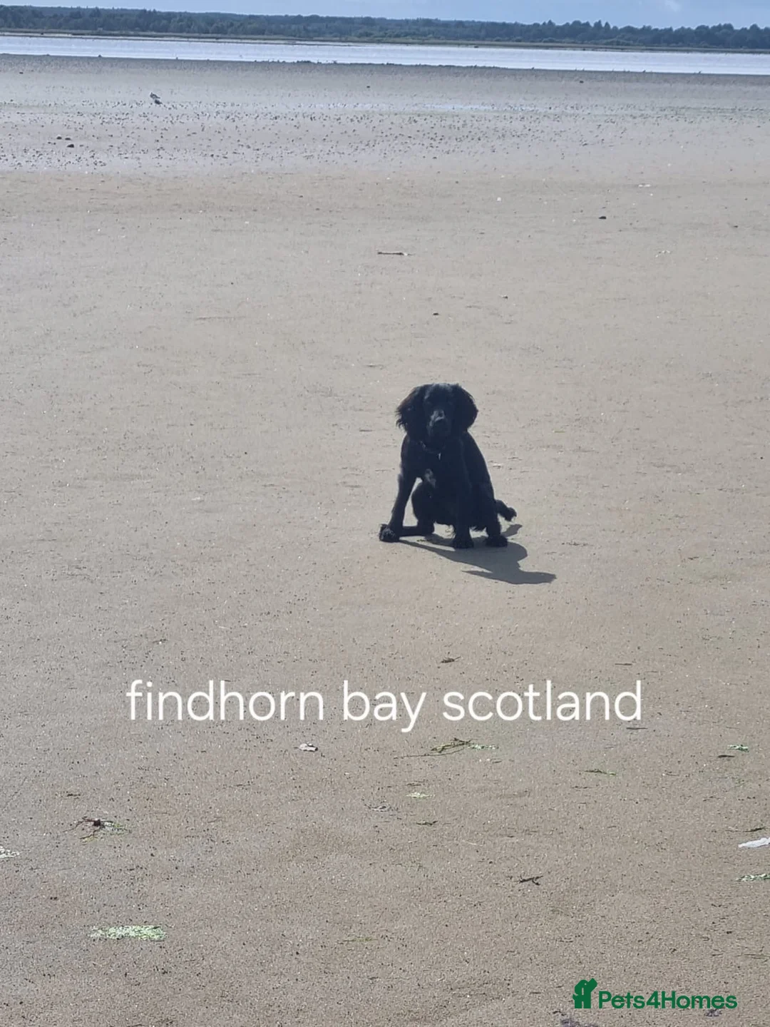 Cocker Spaniel dogs for sale: Cocker spaniel in Carlisle - Advert 7