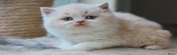 British Shorthair cats for sale: British Shorthair Kittens - Reg & Licensed  - Advert 1