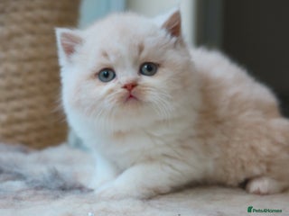 British Shorthair cats British Shorthair Kittens - Reg & Licensed - Advert 1