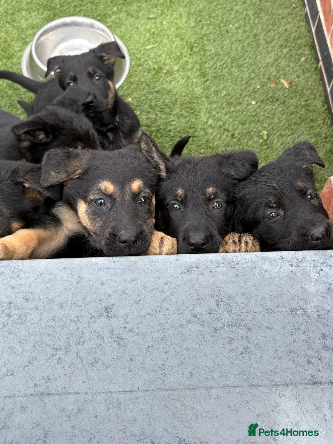 German Shepherd dogs for sale: German shepherd puppies  - Image 11
