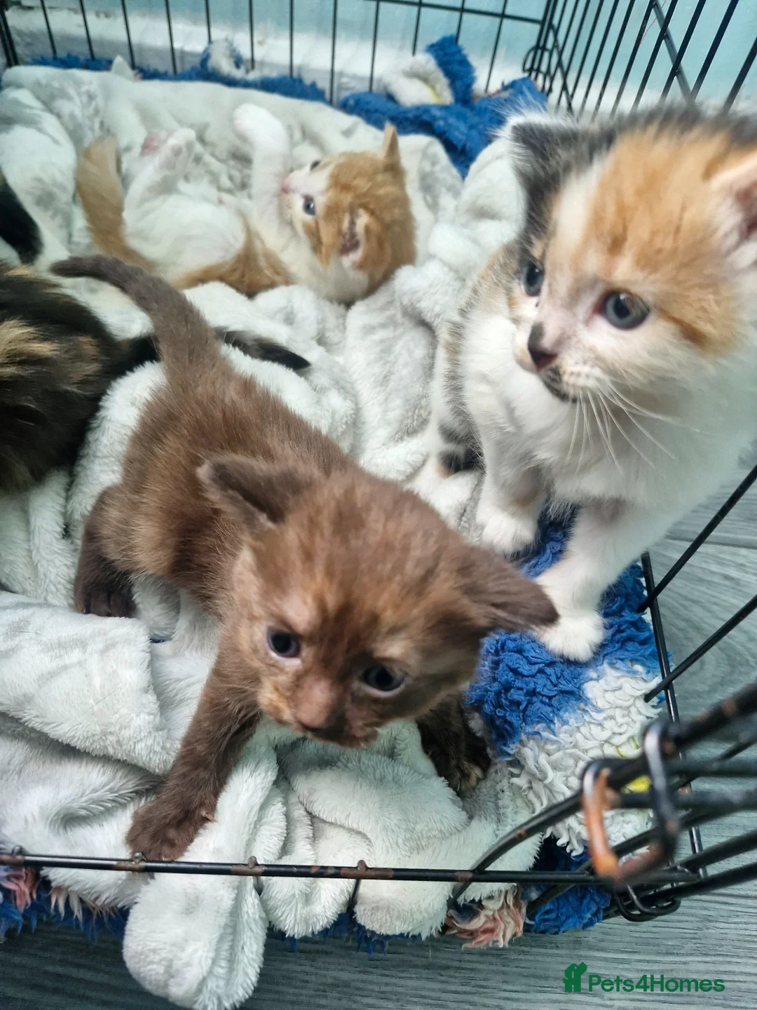 Mixed Breed cats for sale: Kittens  - Advert 2