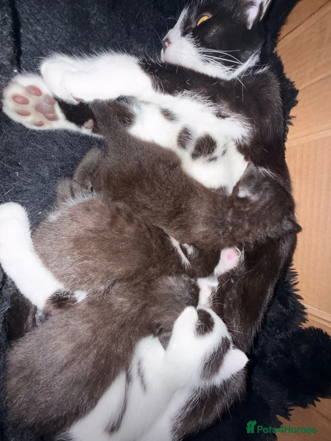 Mixed Breed cats for sale: 5 happy healthy short haired kittens from Lola  - Advert 1