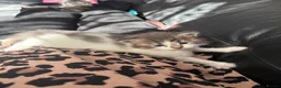 Maine Coon cats for sale: Beautiful and playful half Maine coon kittens  in Derby - Advert 12
