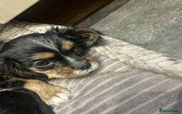 Cavalier King Charles Spaniel dogs for sale: Ready now :) 1 little boy - Image 7