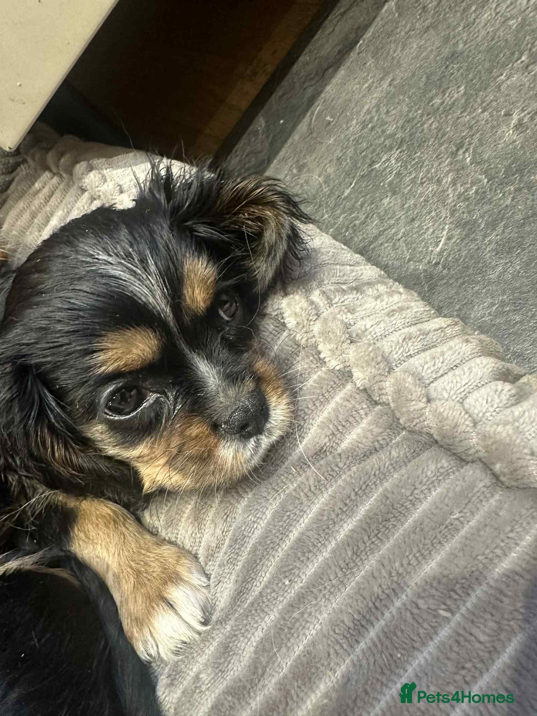Cavalier King Charles Spaniel dogs for sale: Ready now :) 1 little boy - Image 7
