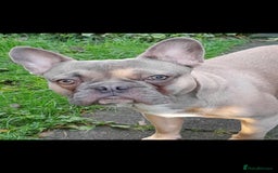 French Bulldog dogs for sale: In need of his forever home. 🏠  - Image 2