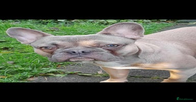 French Bulldog dogs - Advert 11