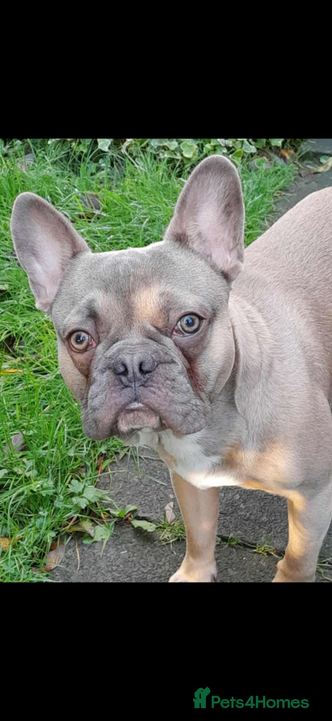 French Bulldog dogs for sale: In need of his forever home. 🏠  - Image 2
