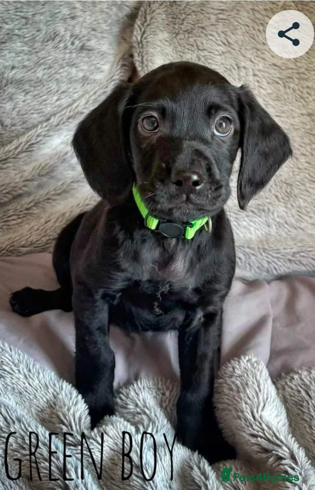 Cockerdor dogs for sale: Cockerdor 10 weeks old F1 - Advert 1