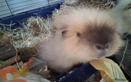 Guinea Pig rodents for sale: Swiss cali / cream Swiss guinea pig - Image 2