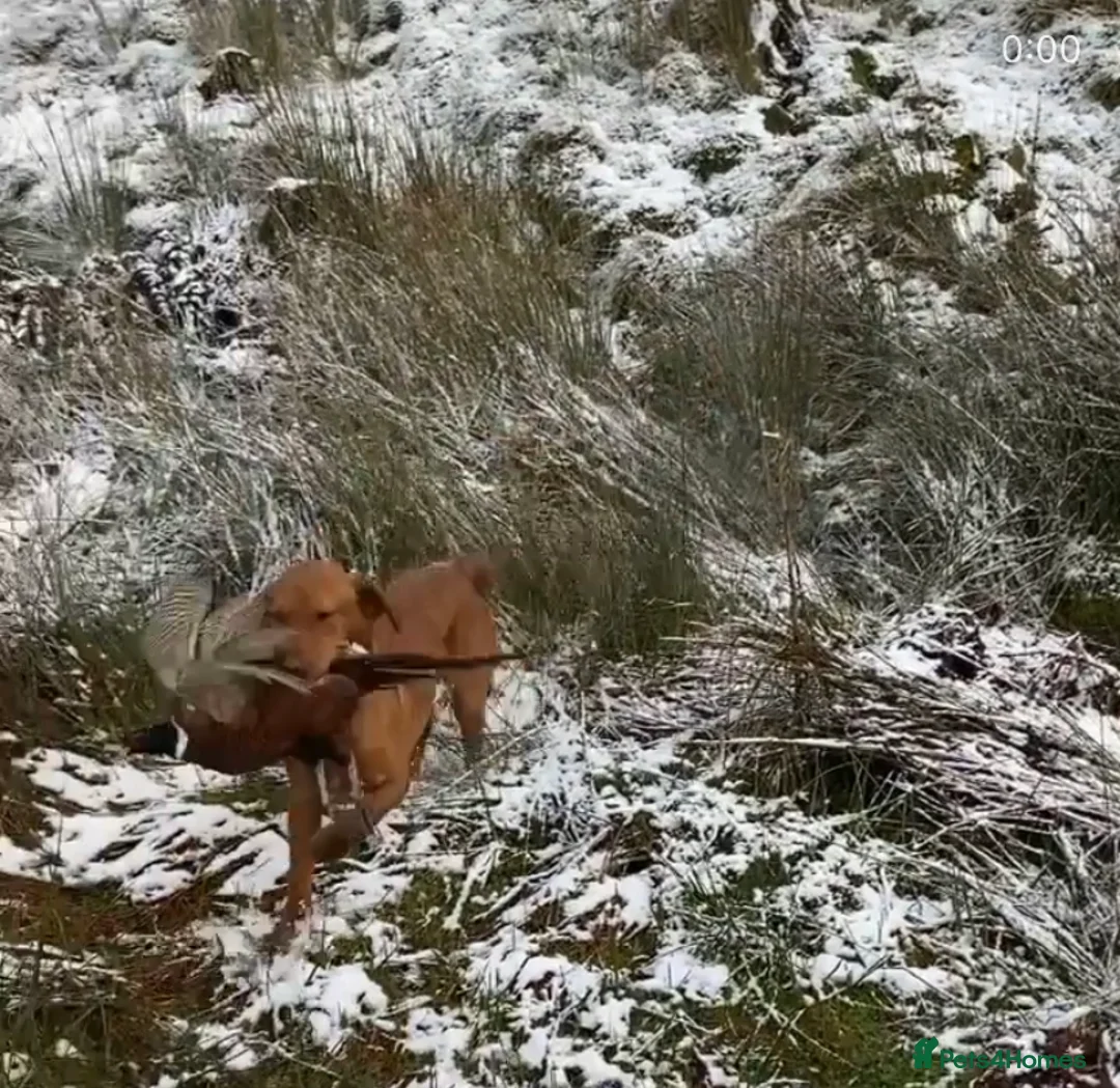 Labrador Retriever dogs for stud: 🔸DARK RED WORKING STUD KC & FULLY HEALTH TESTED🔸 in Hawes - Advert 20