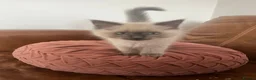 Ragdoll cats for sale: Beautiful Ragdoll kittens for sale - Advert 5