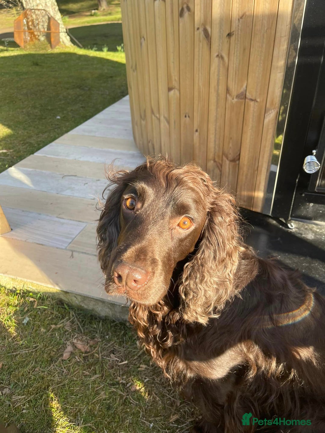 Cocker Spaniel dogs for sale: Gorgeous KC Reg Cocker Spaniels for Forever Homes - Advert 2