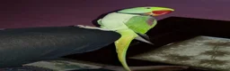 Parrots birds for sale: Hand reared and tame alexandrine  in Ilford - Advert 5