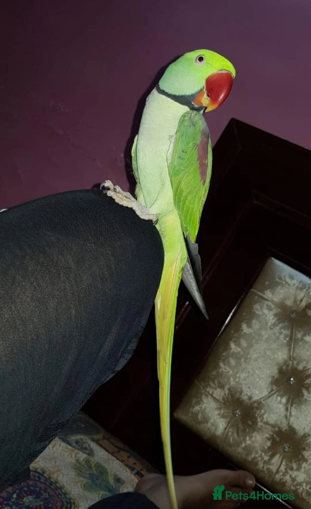 Parrots birds for sale: Hand reared and tame alexandrine  in Ilford - Advert 5