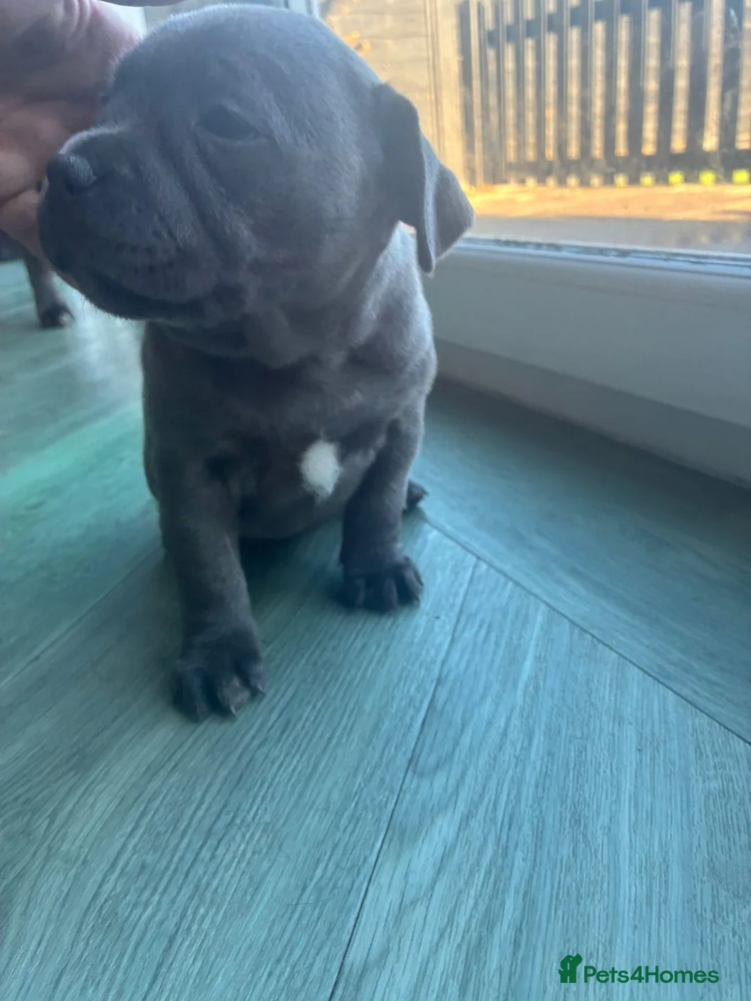 Staffordshire Bull Terrier dogs for sale: Amazing Staffordshire puppies - Advert 17