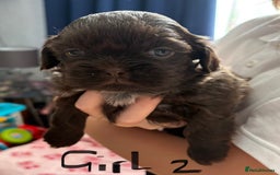 Shih Tzu dogs for sale: Beautiful shih tzu puppies for sale  - Image 8