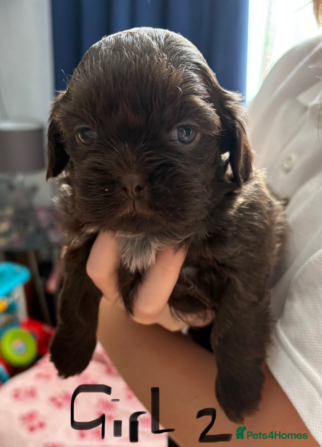 Shih Tzu dogs for sale: Beautiful shih tzu puppies for sale  - Image 8