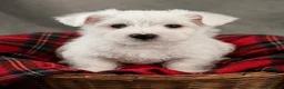 West Highland Terrier dogs for sale: Adorable west highland terrier puppies  - Advert 4