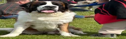 Saint Bernard dogs for stud: Proven Rough coated saint bernard  - Advert 2