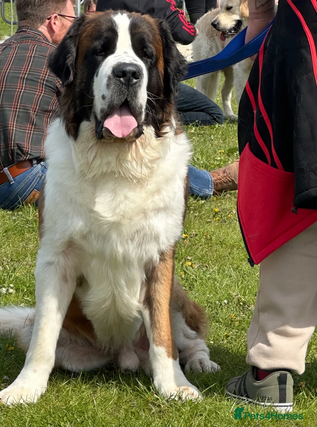 Saint Bernard dogs for stud: Proven Rough coated saint bernard  - Advert 2