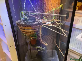 Chameleon reptiles FULL Chameleon Set up - Advert 11