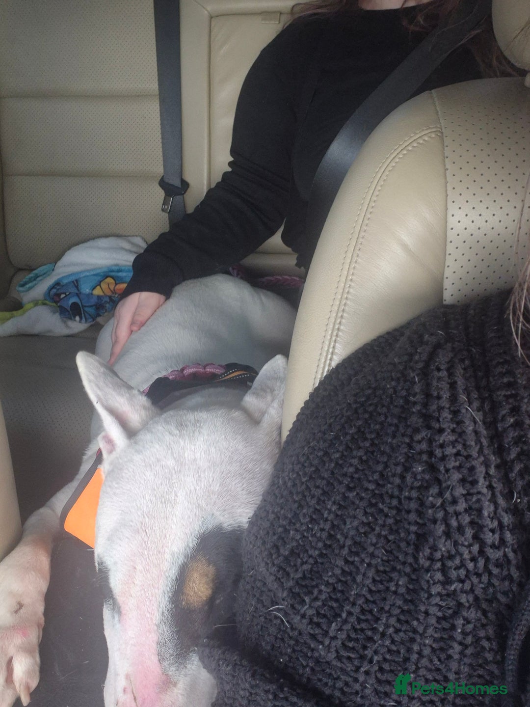 English Bull Terrier dogs for sale: Female english bull terrier  - Image 4