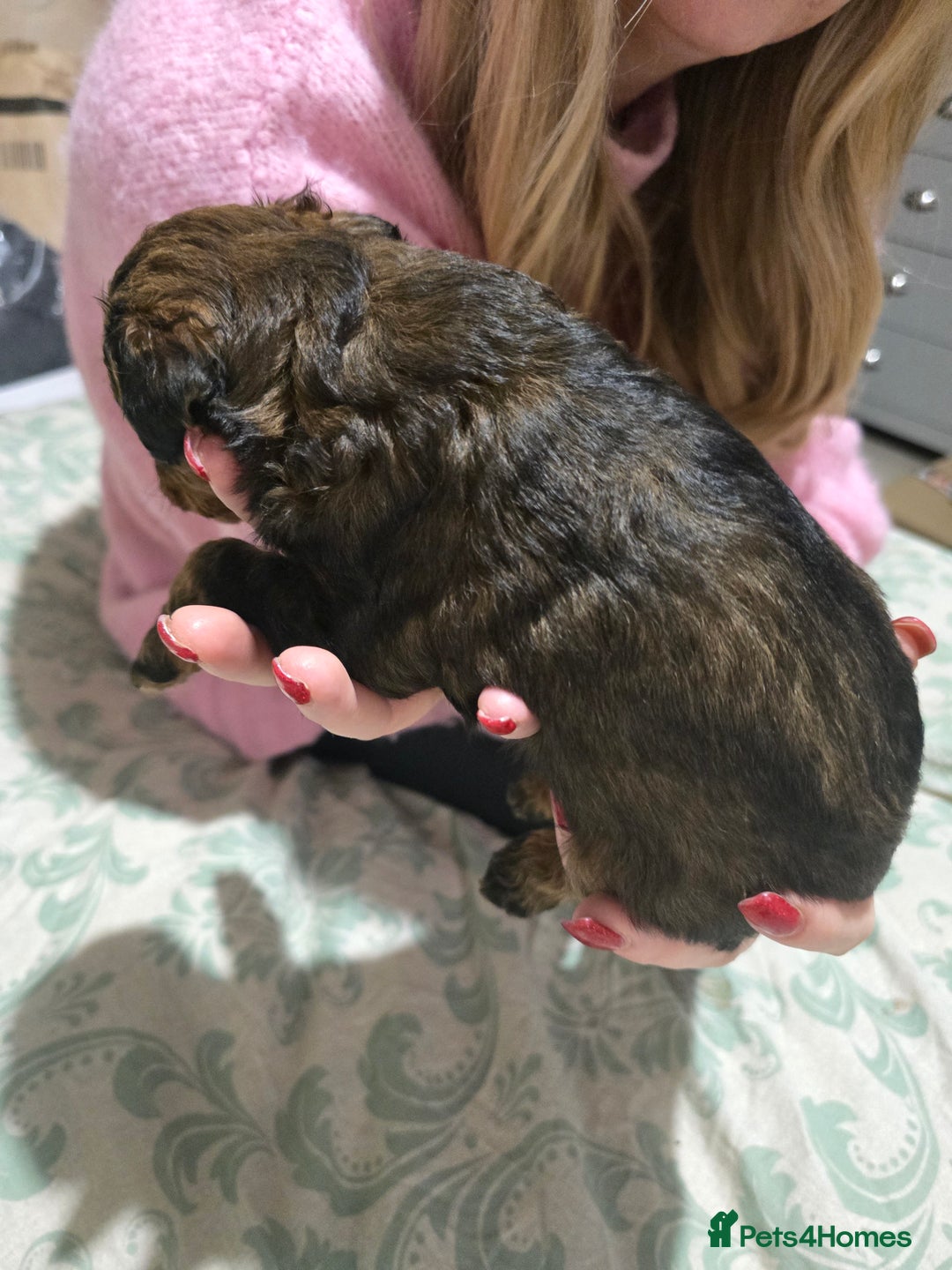 Miniature Poodle dogs for sale: Miniture poodles for sale 2 girls 2 boys - Advert 14