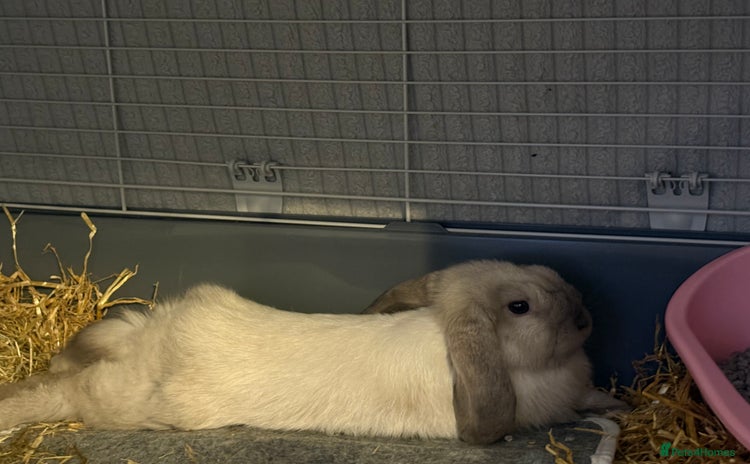 Mini Lop rabbits - Advert 13