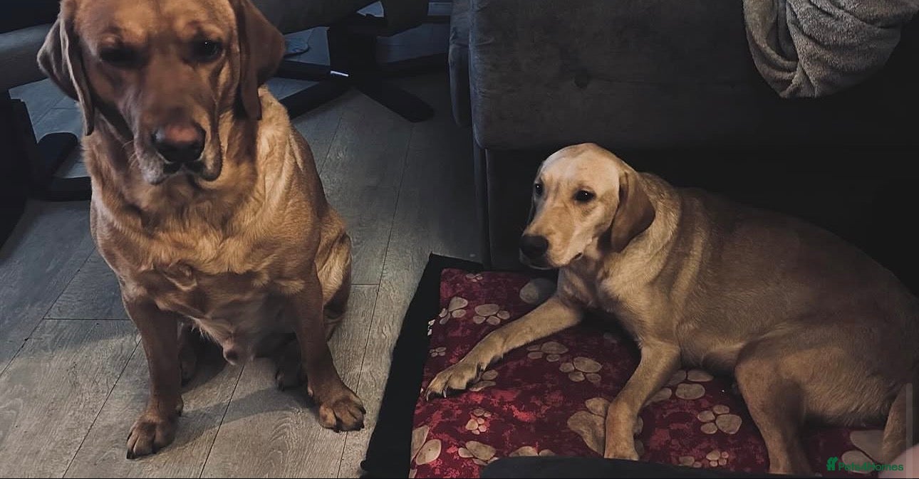 Labrador Retriever dogs Labrador Retriever Puppies 4 Boys & 1 Girl - Advert 9