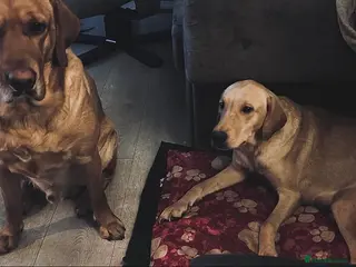 Labrador Retriever dogs Labrador Retriever Puppies 4 Boys & 1 Girl - Advert 9