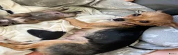 Chihuahua dogs for sale: Beautiful chihuahua puppies  - Advert 6