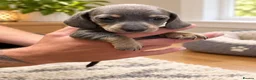 Miniature Dachshund dogs for sale: Miniature dachshund - Advert 4