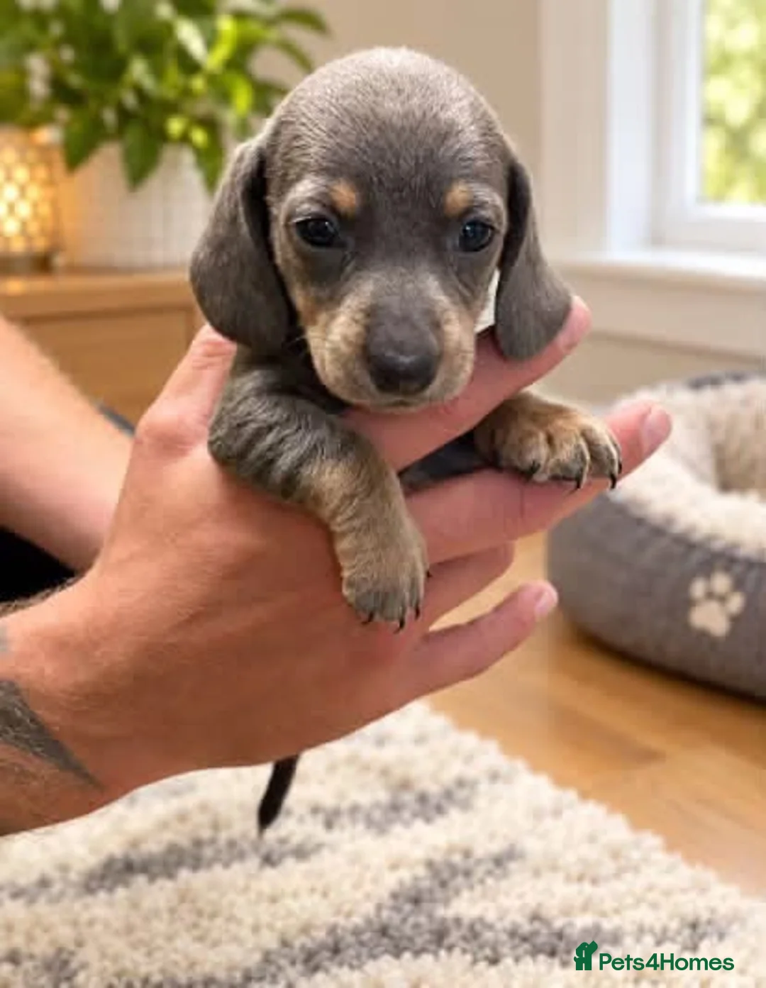Miniature Dachshund dogs for sale: Miniature dachshund - Advert 4